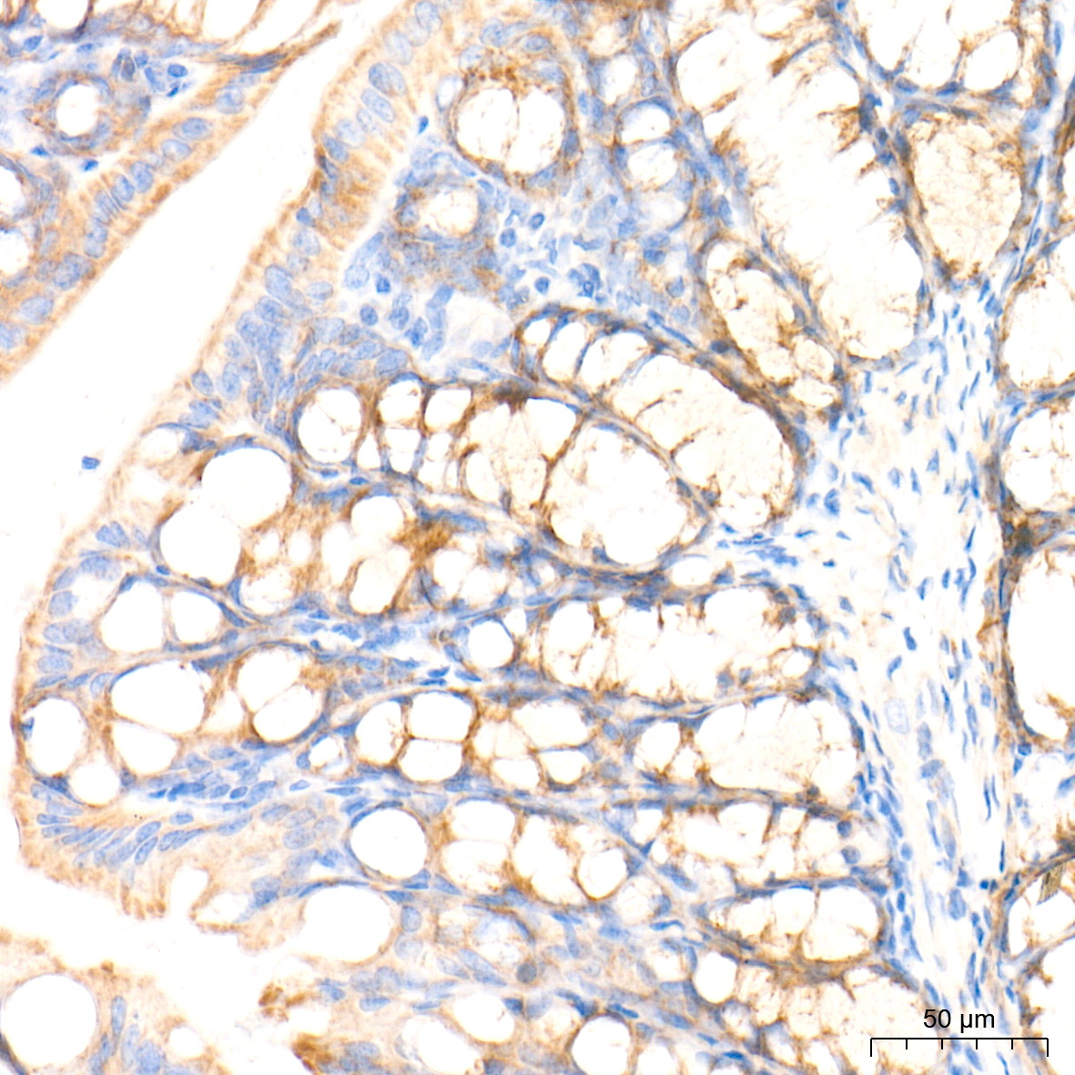 MT-CYB Rabbit Polyclonal Antibody - Image 3