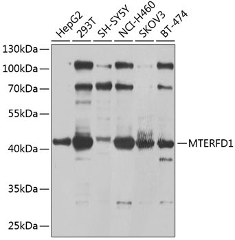 MTERFD1 Rabbit Polyclonal Antibody