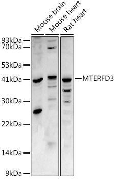 MTERFD3 Rabbit Polyclonal Antibody