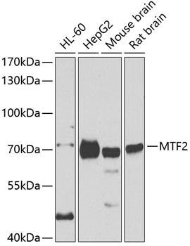 MTF2 Rabbit Polyclonal Antibody