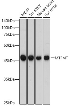MTFMT Rabbit Polyclonal Antibody
