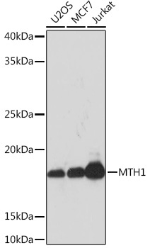 MTH1 Rabbit Monoclonal Antibody