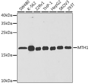 MTH1 Rabbit Polyclonal Antibody