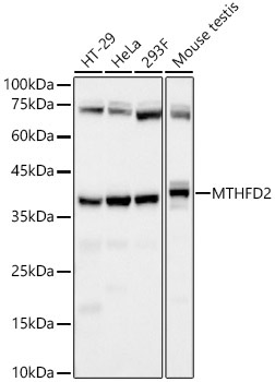 MTHFD2 Rabbit Monoclonal Antibody