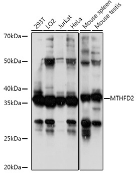 MTHFD2 Rabbit Polyclonal Antibody