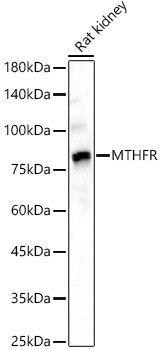 MTHFR Rabbit Polyclonal Antibody