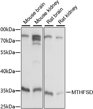 MTHFSD Rabbit Polyclonal Antibody
