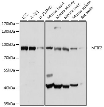 MTIF2 Rabbit Polyclonal Antibody