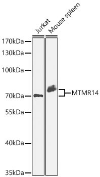 MTMR14 Rabbit Polyclonal Antibody