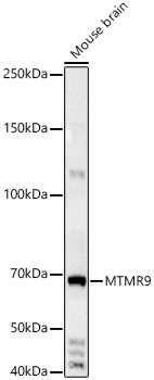 MTMR9 Rabbit Polyclonal Antibody