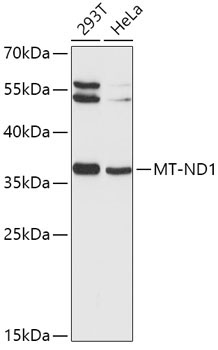 MT-ND1 Rabbit Polyclonal Antibody