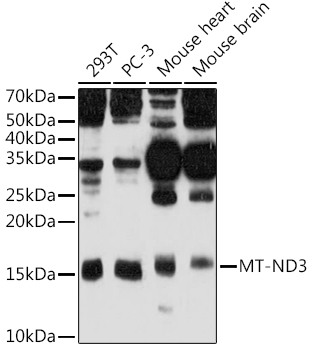 MT-ND3 Rabbit Polyclonal Antibody