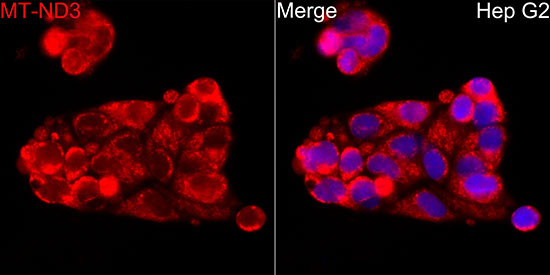 MT-ND3 Rabbit Polyclonal Antibody - Image 6