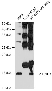 MT-ND3 Rabbit Polyclonal Antibody - Image 7