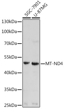 MT-ND4 Rabbit Polyclonal Antibody