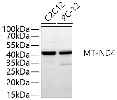 MT-ND4 Rabbit Polyclonal Antibody