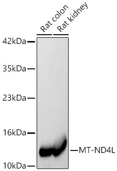 MT-ND4L Rabbit Polyclonal Antibody