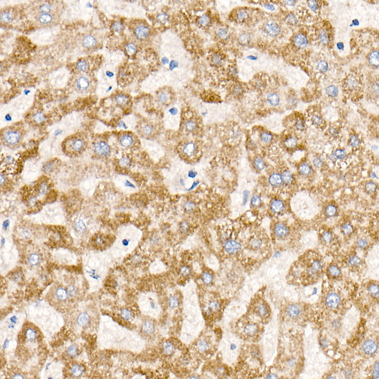 MT-ND6 Rabbit Monoclonal Antibody