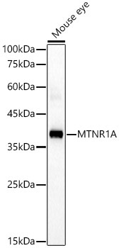 MTNR1A Rabbit Polyclonal Antibody