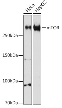 mTOR Rabbit Polyclonal Antibody