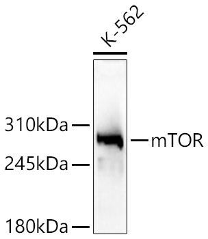 mTOR Rabbit Polyclonal Antibody