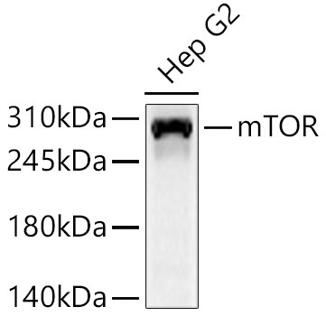 mTOR Rabbit Polyclonal Antibody