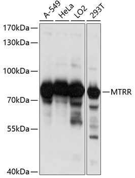 MTRR Rabbit Polyclonal Antibody