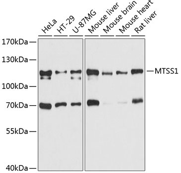 MTSS1 Rabbit Polyclonal Antibody