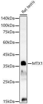 MTX1 Rabbit Polyclonal Antibody - Image 2