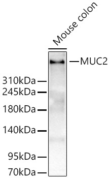 MUC2 Rabbit Polyclonal Antibody