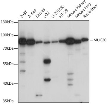 MUC20 Rabbit Polyclonal Antibody