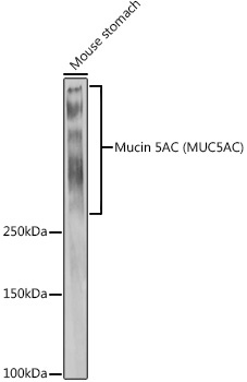 Mucin 5AC Rabbit Polyclonal Antibody