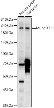 Munc 13-1 Rabbit Polyclonal Antibody