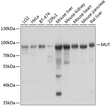 MUT Rabbit Polyclonal Antibody