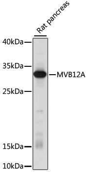 MVB12A Rabbit Polyclonal Antibody