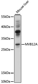 MVB12A Rabbit Polyclonal Antibody