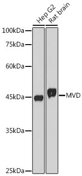 MVD Rabbit Monoclonal Antibody