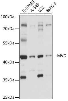 MVD Rabbit Polyclonal Antibody