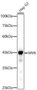 MVK Rabbit Monoclonal Antibody