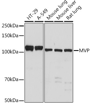 MVP Rabbit Monoclonal Antibody