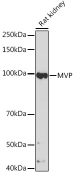 MVP Rabbit Monoclonal Antibody - Image 2