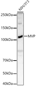 MVP Rabbit Polyclonal Antibody