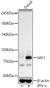 MX1 Rabbit Polyclonal Antibody