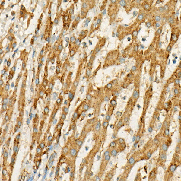 MX1 Rabbit Polyclonal Antibody - Image 2