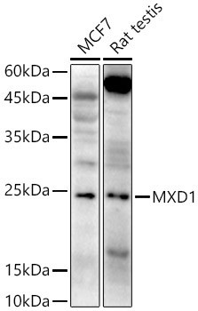 MXD1 Rabbit Polyclonal Antibody
