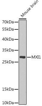 MXI1 Rabbit Polyclonal Antibody