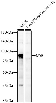 MYB Rabbit Polyclonal Antibody