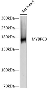 MYBPC3 Rabbit Polyclonal Antibody
