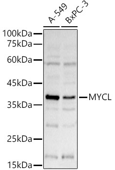 MYCL Rabbit Polyclonal Antibody
