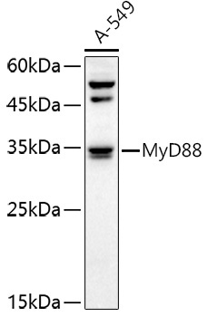 MyD88 Rabbit Polyclonal Antibody